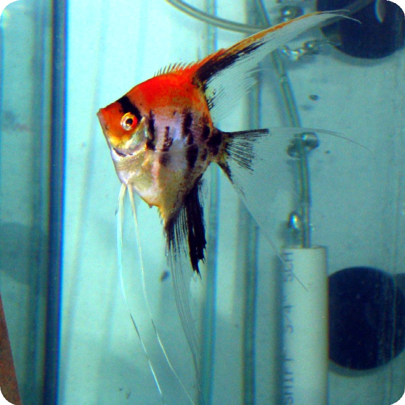 Angelfish - Fire Koi - Small Angelfish - Fire Koi - Small